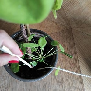 La Pousse Verte - Tuto DIY Arrosage pour les plantes en vacances