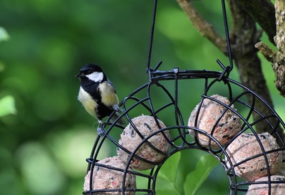 La Pousse Verte - Tuto : réaliser des boules de graisse pour les oiseaux