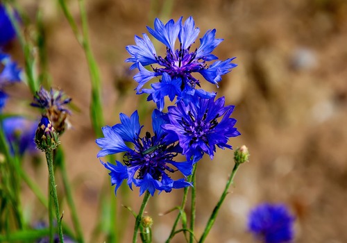 La Pousse Verte - Le bleuet : conseils jardinage et semis