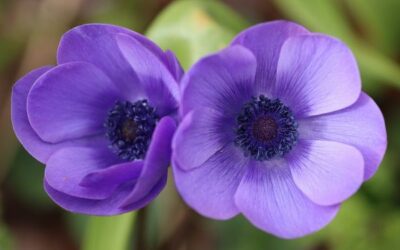 L’anémone de Caen: conseils de jardinage pour cette jolie fleur à bulbe