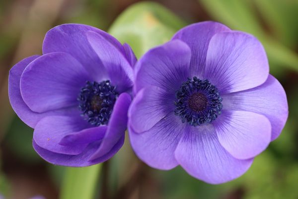 anémone conseils jardinage fleur bulbe