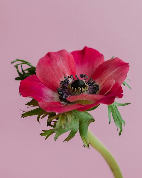 anemone de caen jardinage fleur