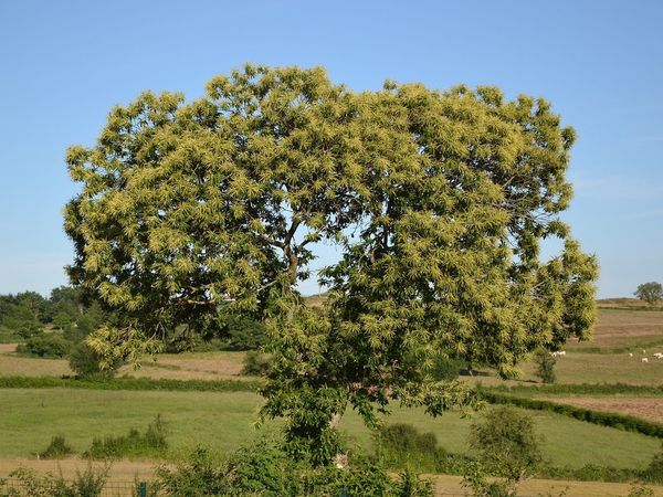 arbre chataigner