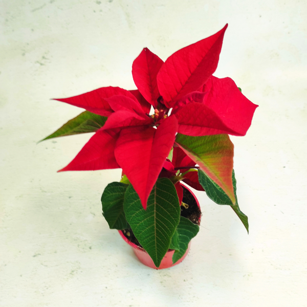 poinsettia box plante hiver 2024 25