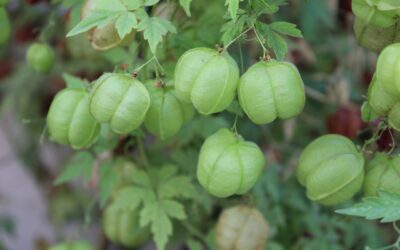 Le pois de coeur : conseils de jardinage plante grimpante pleine de charme