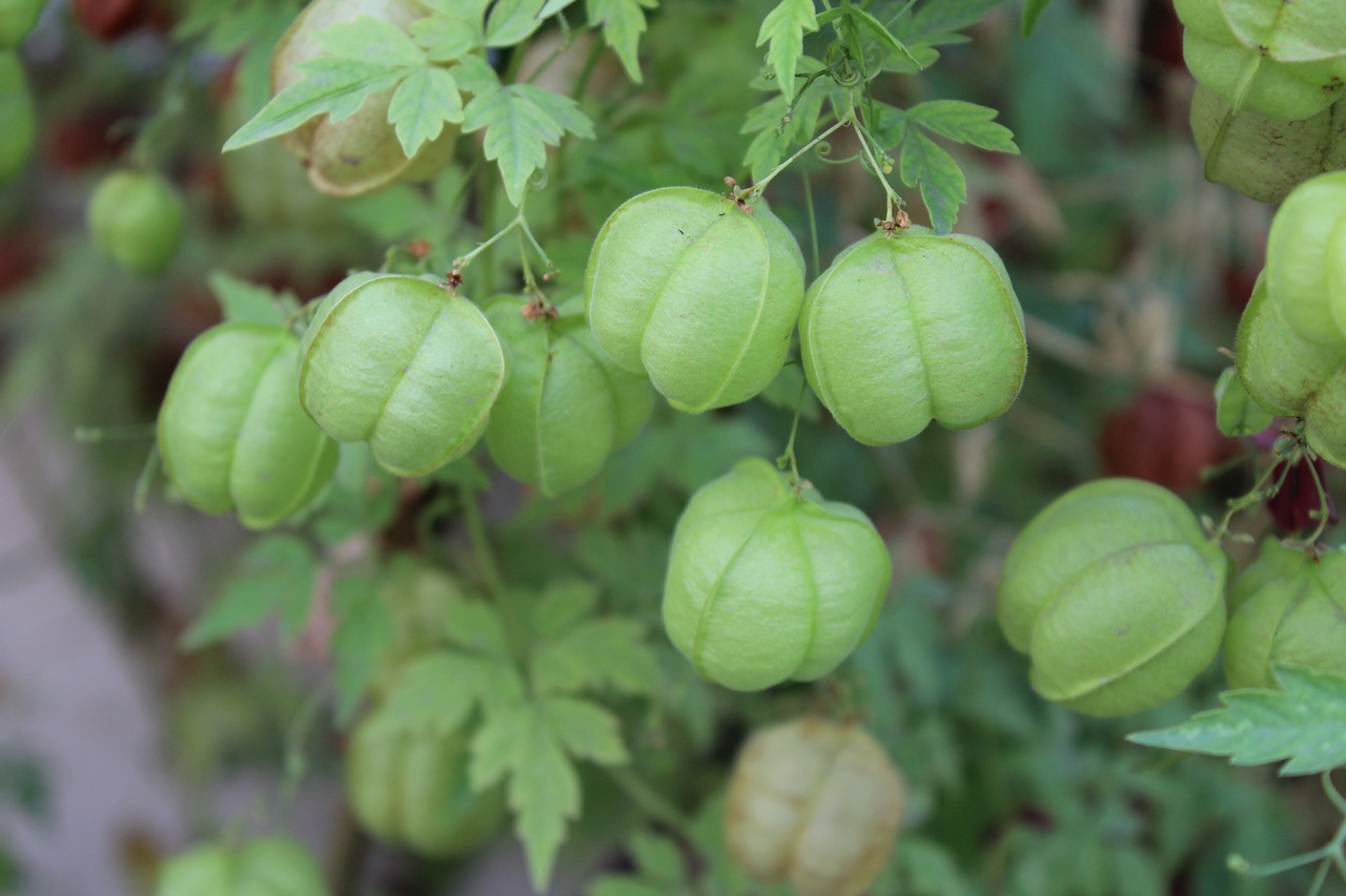 pois de coeur conseils jardinage plante grimpante